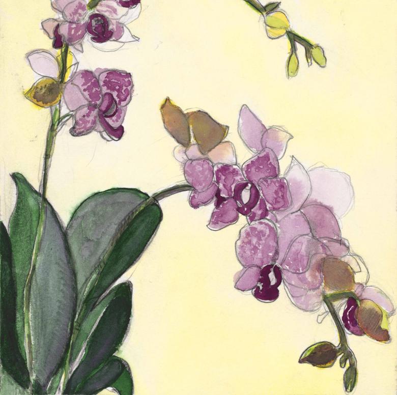Orchids. Watercolor and pencil on high quality acid-free art paper, 9 x 9 in (22.6 x 22.6 cm). Fig. 246