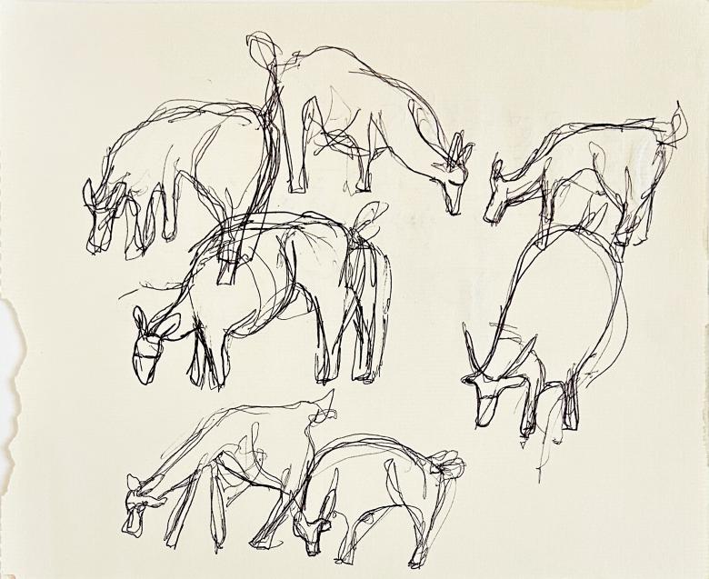 Bolivia, vicunas. Ink pen on paper. 7 X 8.5 in (18 x 22 cm). Fig. 415