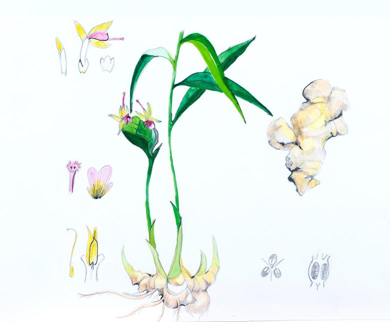 Plant Study. Gouache and ink on artist paper. 13.2 x 19 in (33.5 x 48 cm). Fig. 252